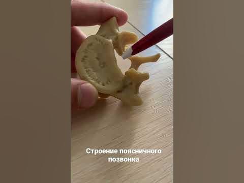 Строение (анатомия) поясничного позвонка - YouTube