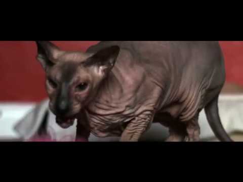 Peterbald Cats having fun.