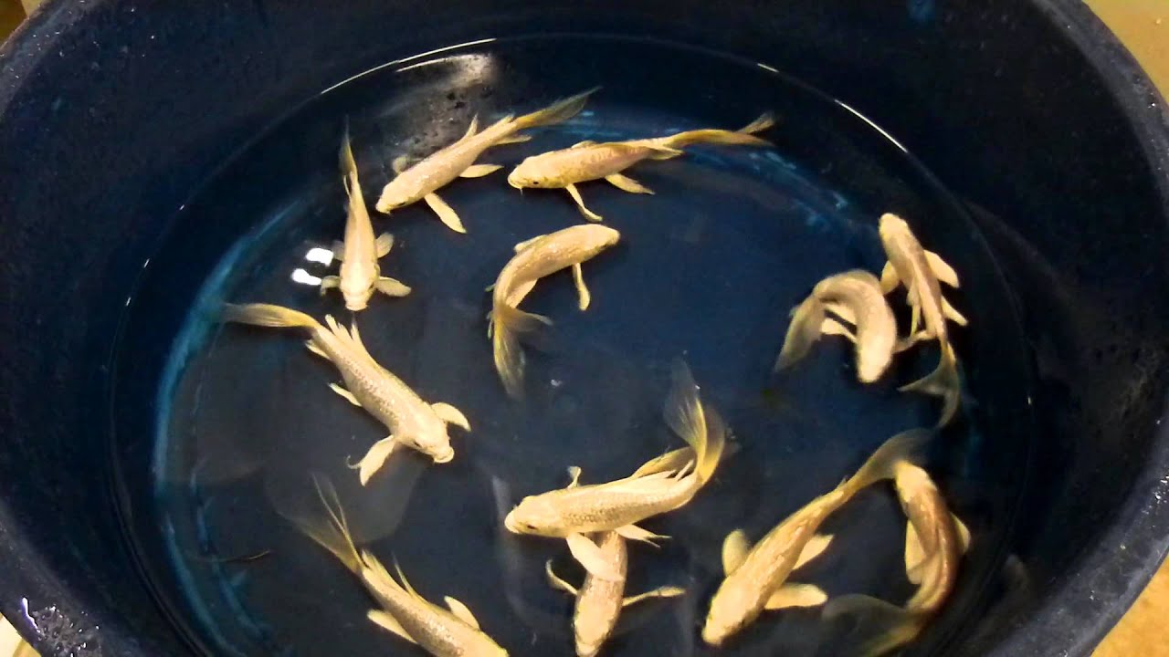 Koi Kin Ltd butterfly platinum 15 cm - YouTube