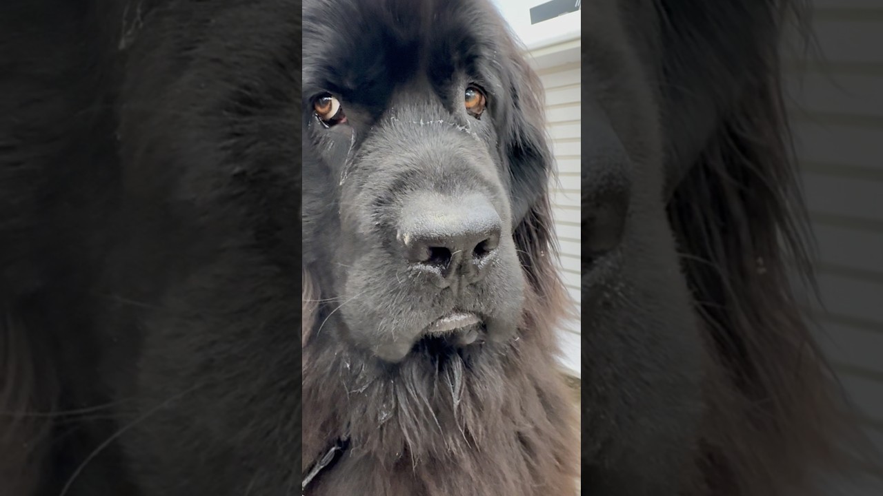 Newfoundland Dog is NOT happy to be at the groomers’ 