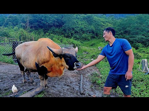 Salt feeding to the mighty Mithun animal | State animal of Arunachal