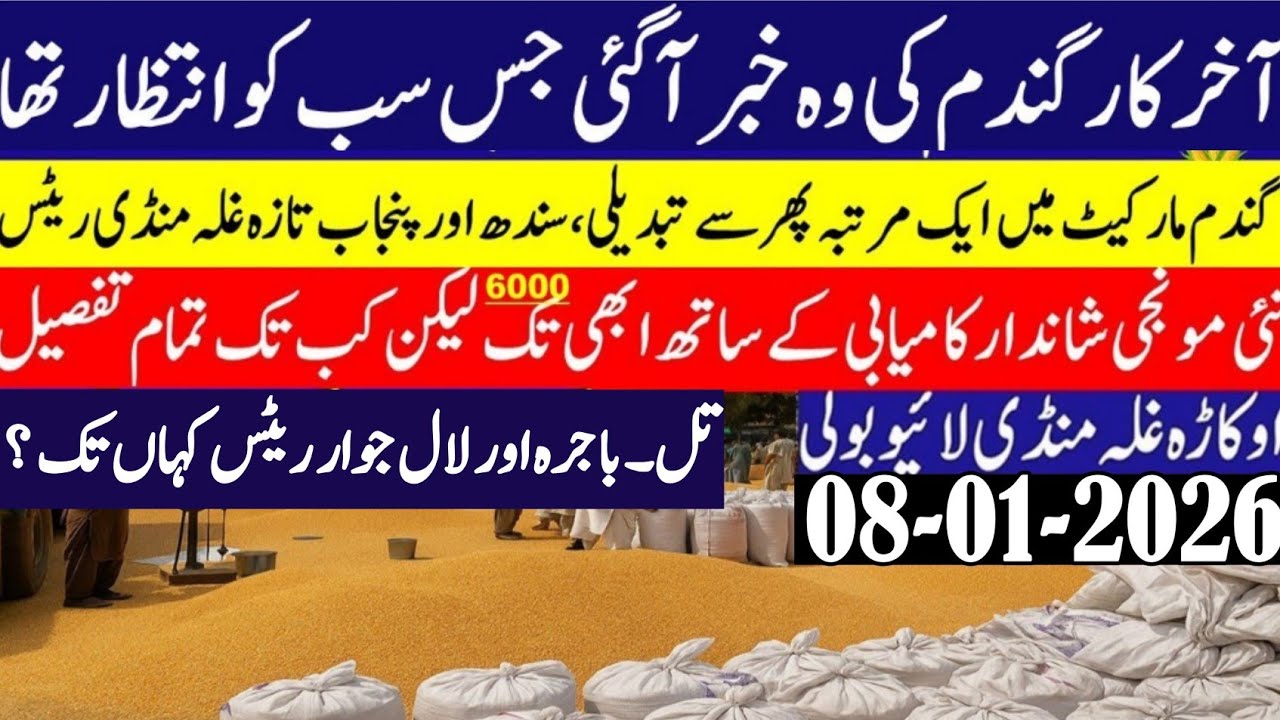 Today Wheat price in punjab//گندم کا ریٹ2026/munji makki till sarso/Galla mandi rate today