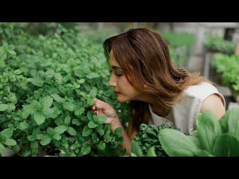 VIDEO GREENHOST BOUTIQUE HOTEL 2026