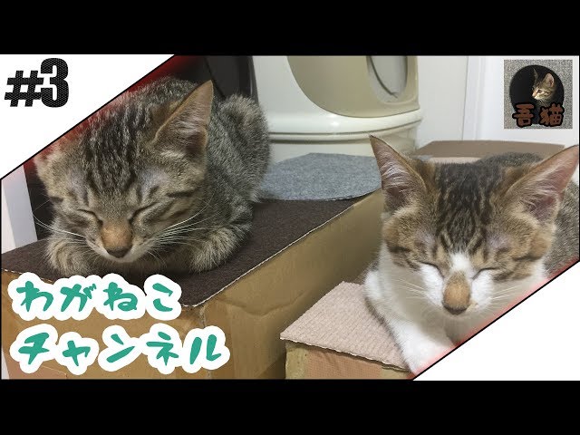 3【吾輩】猫と暮らし始める【猫】 - YouTube
