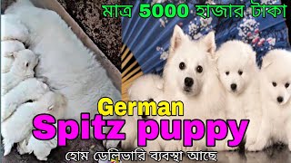 Home breed German spitz dog puppy sale in Kolkata | very cheap price German spitz dog puppy #dog by pom Tv Love dog & (vlog) 85 views 4 weeks ago 1 minute, 5 seconds