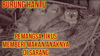 Download Lagu BURUNG HANTU( OWL )  MEMBERI MAKAN ANAKNYA DI SARANG MP3