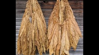 How to grow tobacco sowing to curing