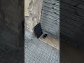 Que es esto? #shorts #funny #funnyshorts #humor #laugh #funnymoments #street #humour #fun #risa