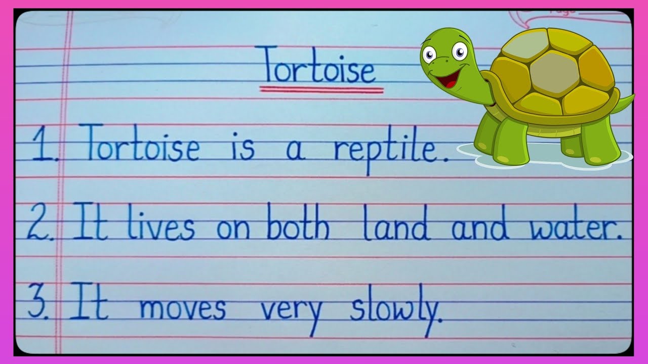 my pet tortoise essay