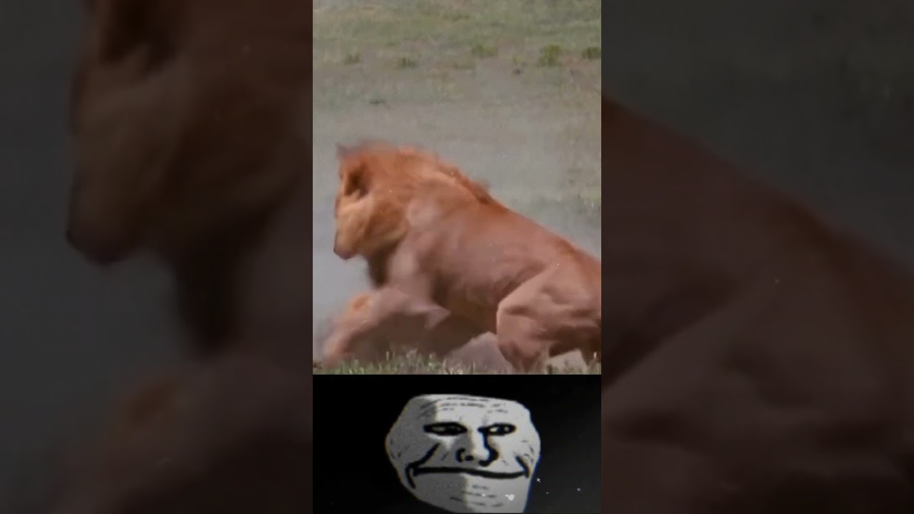 Lion life the definition of born to fight