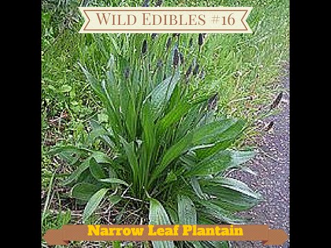 Wild Edibles #16 Narrow Leaf Plantain