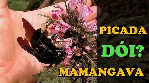 O que é bom para picada de mamangava?