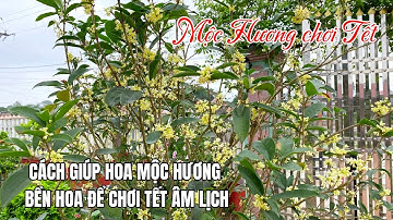 Cách giúp hoa Mộc Hương bền hoa để chơi Tết âm lịch
