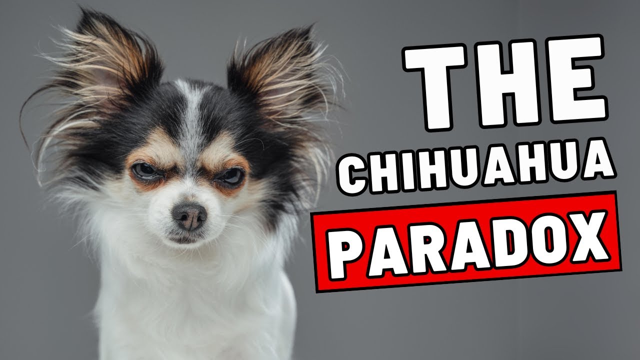 Are Chihuahuas Really THE ANGRIEST Dogs?