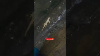 Two tailed lizard🦎#motivation#devotional #viral#ytshorts#shorts