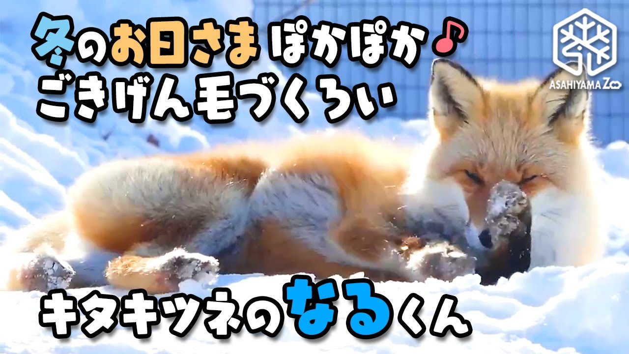 冬狐＊即購入OK 旭山動物園】冬のおひさまポカポカ♪キタキツネのナルくん ごき