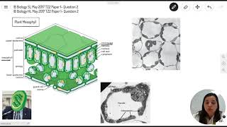 Question 2 — IB Biology SL — May 2017 TZ2 Paper 1 — Past IB Exams Solutions