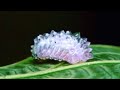 Гусеница Jewel Caterpillar (Acraga coa)