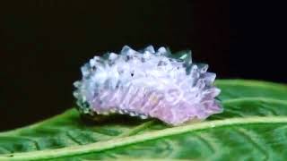 Гусеница Jewel Caterpillar (Acraga coa)