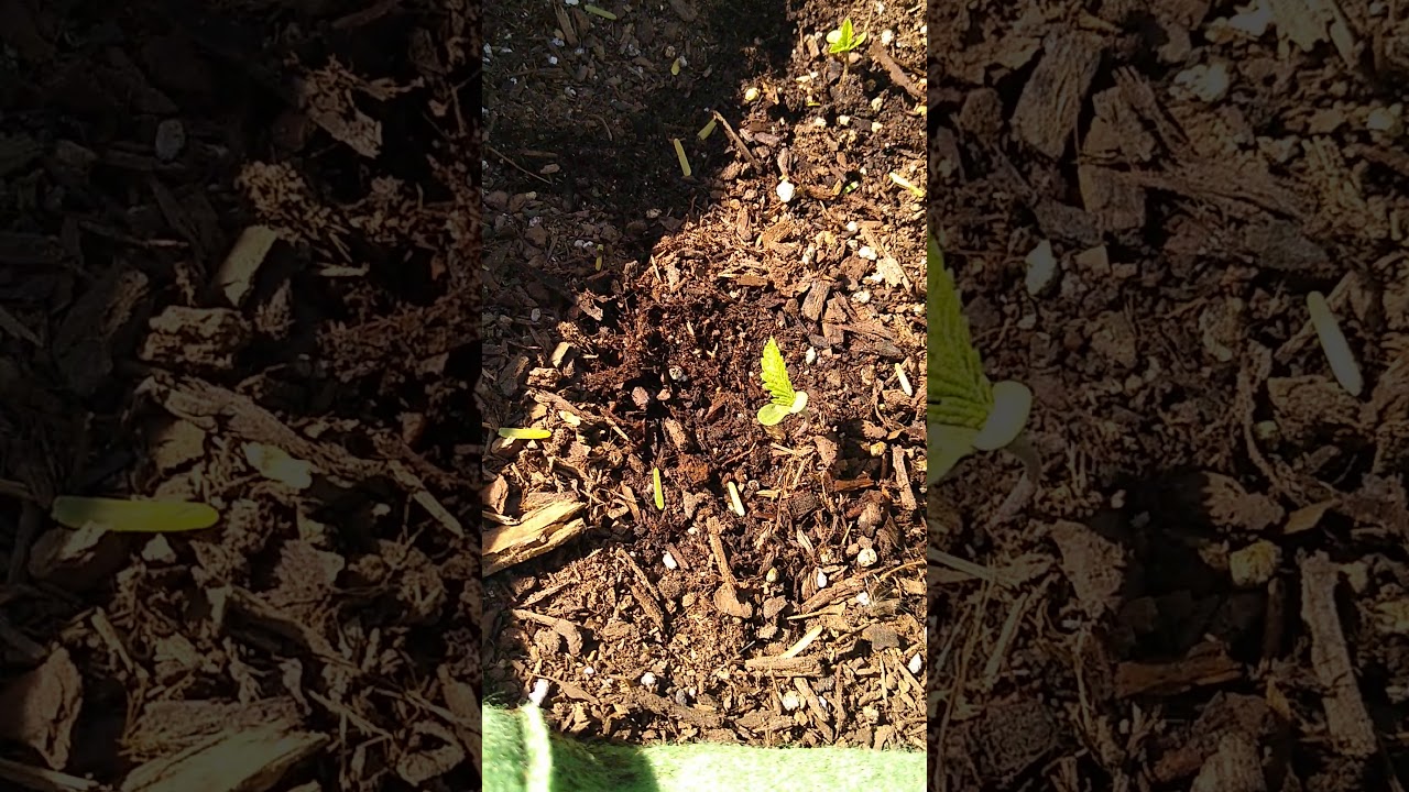 First Grow Since Legal In Arizona