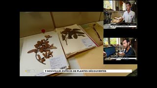 Nouvelles espèces : l'herbier IRD de Nouvelle-Calédonie | NC1ère 