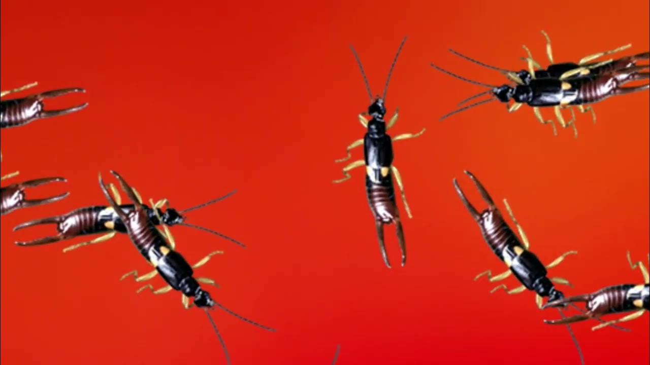 insects Banana YouTube