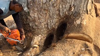 Amazing skills cutting down giant trembesi tree with powerful chainsaw‼️