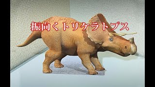 振向くトリケラトプス02 恐竜トリックアート