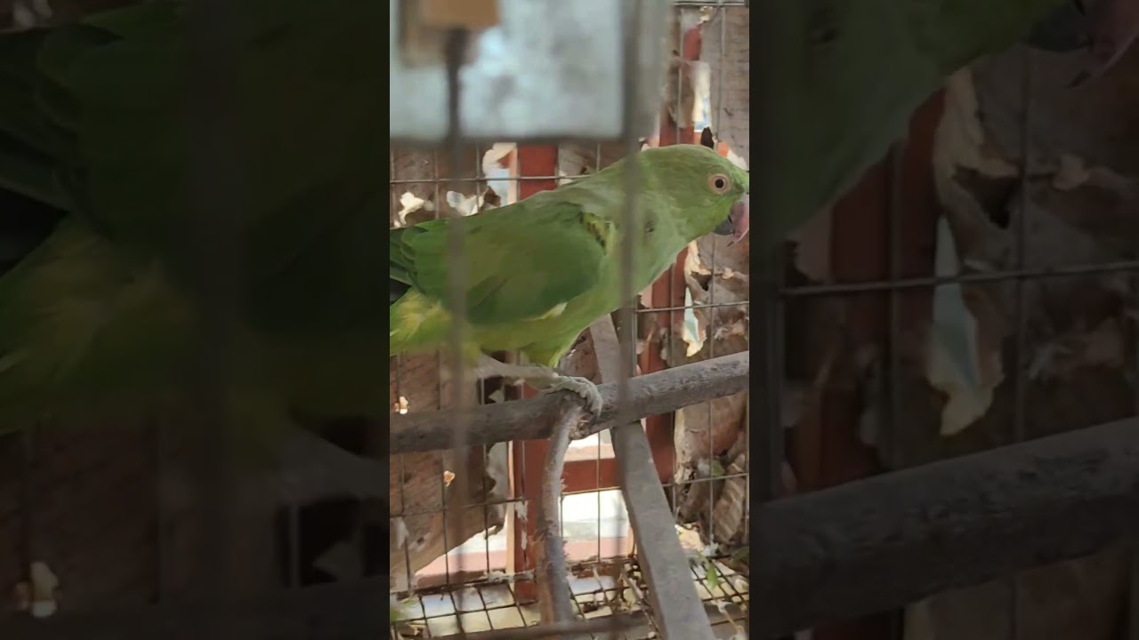 ১ জোড়া ইন্ডিয়ান এলাড কথা বলা রিংনেক টিয়া