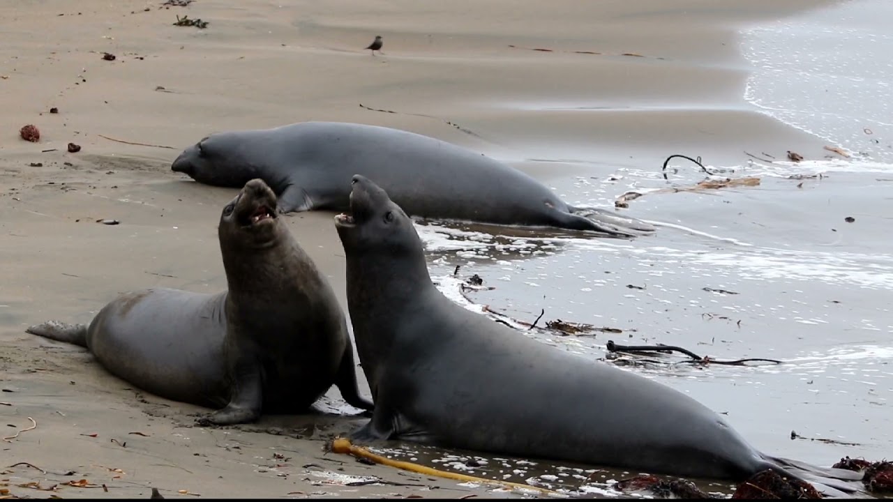 Young Male Elephant Seal Fights