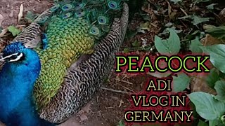 Peacock|parrot|beautiful nature|Adi Vlog in Germany