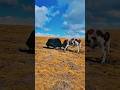 Epic Yak vs Bull Showdown 🐂🔥 | Wild Animal Clash You Can’t Miss!#shorts #shortsfeed #youtubeshorts