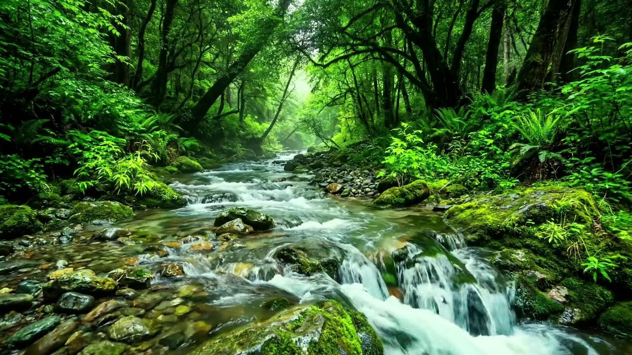 Babbling Brook in Forest with Birds Singing, Nature Sounds to Help Sleep, Focus, and Relax Deeply