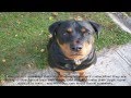 How To Train A Rottweiler To Be A Guard Dog Now How To Train A Rottweiler To Be A Guard Dog Now