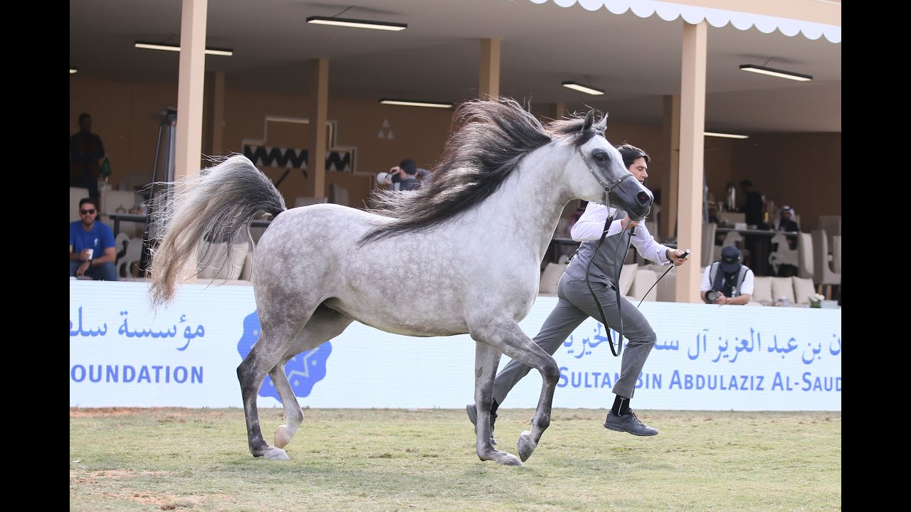 مهرجان الأمير سلطان العالمي للجواد العربي 2025