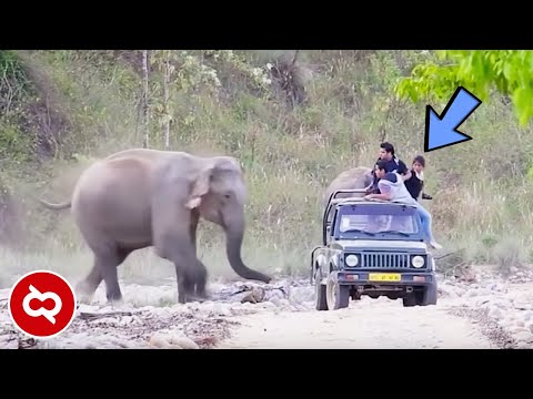 Video: Ketakutan Gajah Di Sekitar Menghadapi Perjalanan Kereta 1.900 Mil Di India
