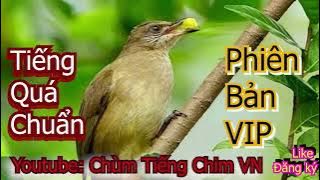 Tiếng chim hoạch hoạch chuẩn nhất Tiếng chim chao chảo trao trảo