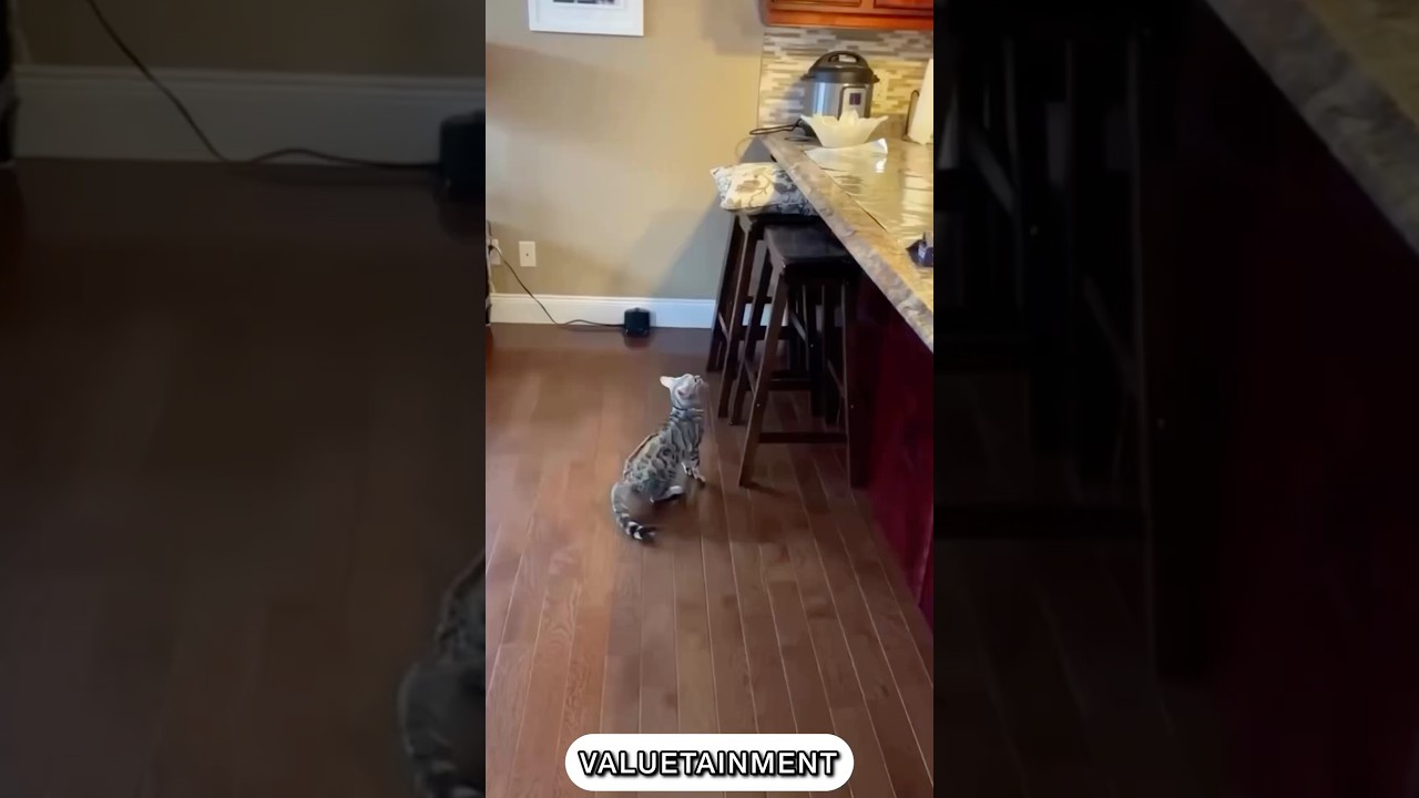 Cat Touches Aluminum ￼Foil and Launches Into Orbit 😂🚀
