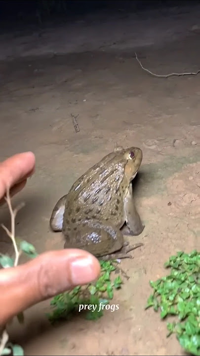 Catch big frogs funny | Try don't laugh | wep wep catching frogs make you laugh #shorts