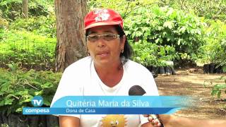 Reflorestamento Da Barragem De Pirapama Cabo De Santo Agostinho