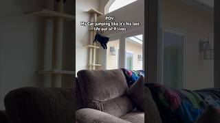 My Cat Jumping For His LIFE #TheManniiShow.com/series