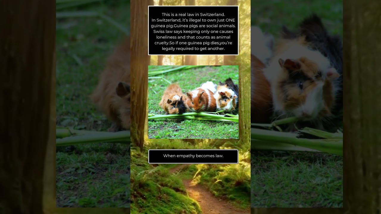 This Is Illegal in Switzerland.