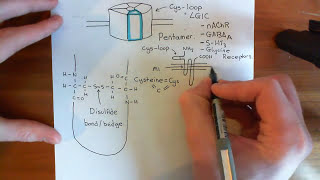 The Structure And Opening Mechanism Of Cys-Loop Receptors Part 1