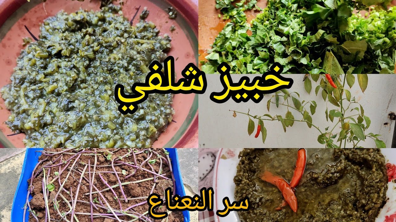 بعد غياب 📣 الخبيز الشلفي 💯 غرس النعناع بإحترافية