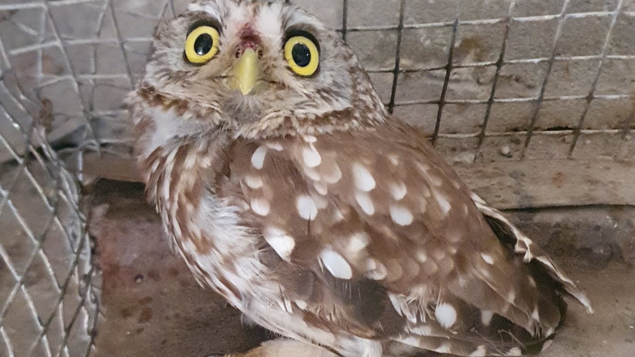 🦉 HO TROVATO UNA CIVETTA🦉