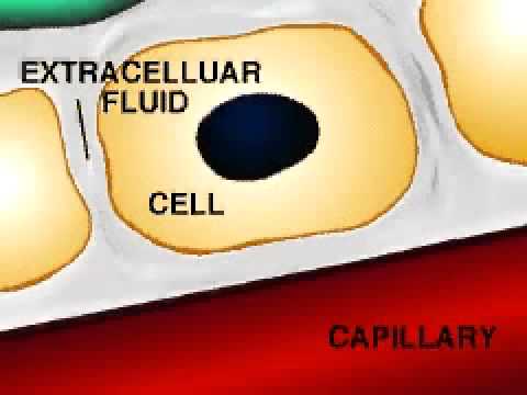 The Lymphatic System - A Level Biology - YouTube