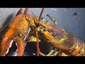Diving to catch seafood, look how many I caught!！QU066 #diving #fishing #lobster