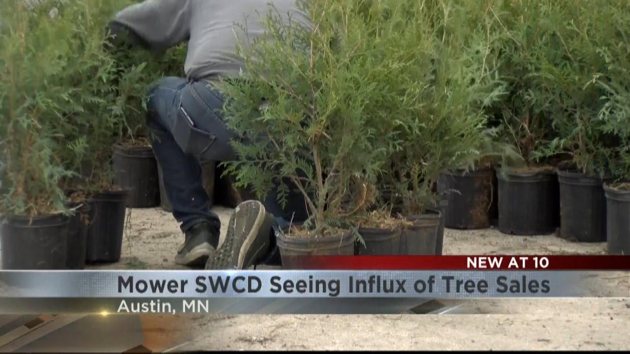 Swcd Tree Sale Mower County SWCD sees influx of tree sales - YouTube