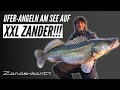 XXL Zander vom Ufer  -  Angeln im flachen See