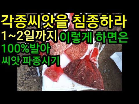 각종씨앗이렇게하면 100%발아